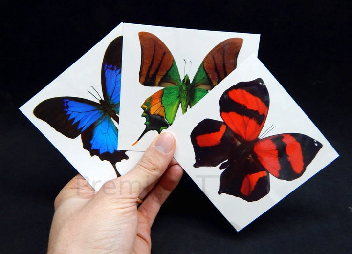 Giant Butterfly Temporary Tattoos