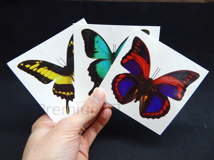 Giant Butterfly Temporary Tattoos