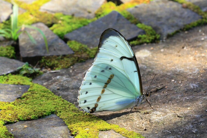 Real White Butterfly Wing Necklace